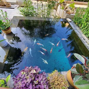 濟(jì)寧藝水芳源魚(yú)池過(guò)濾器客戶實(shí)地效果展示