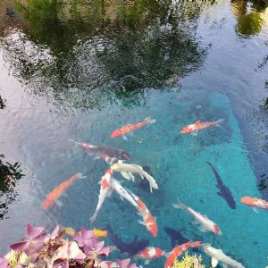 濟(jì)寧藝水芳源魚(yú)池過(guò)濾器客戶實(shí)地效果展示