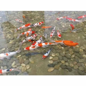 全自動(dòng)循環(huán)水設(shè)備