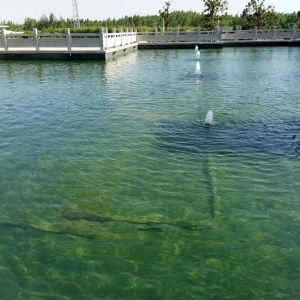濟寧藝水芳源魚池過濾器客戶實地效果展示