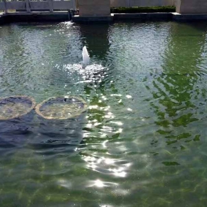 魚(yú)池過(guò)濾器客戶(hù)實(shí)地效果展示